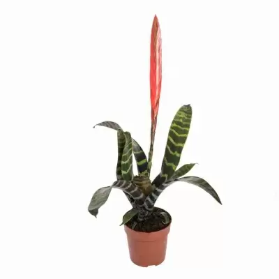 Вриезия Сплендиде