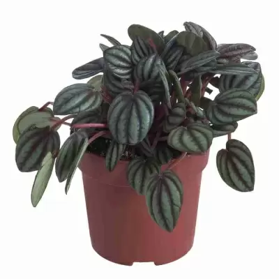 Пеперомия Вертицилата