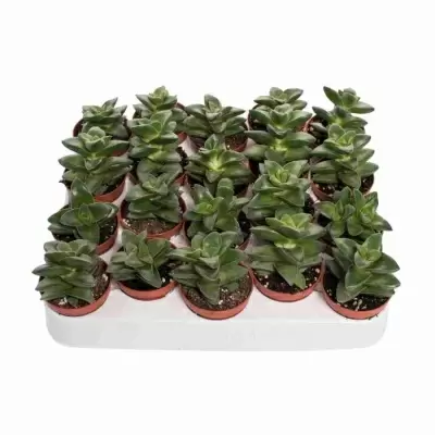 Крассула Спрингтайм