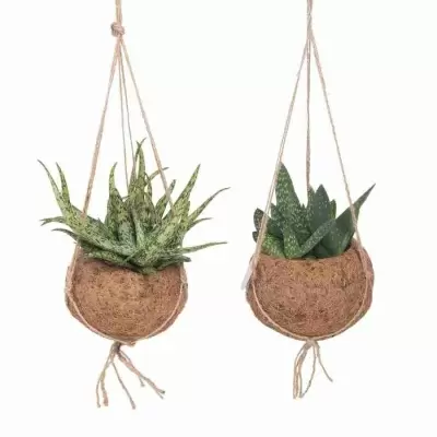 Алоэ и Гастерия ампельные Алоэ и Гастерия ампельные