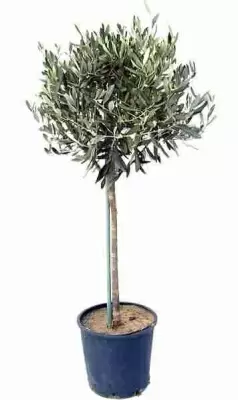 Оливковое дерево 