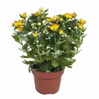 Хризантема Лайк Ворт Дарк