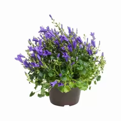 Кампанула Гет Ми синяя