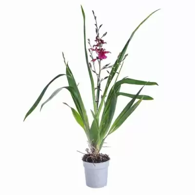 Буррагеара Лацио 2 ст