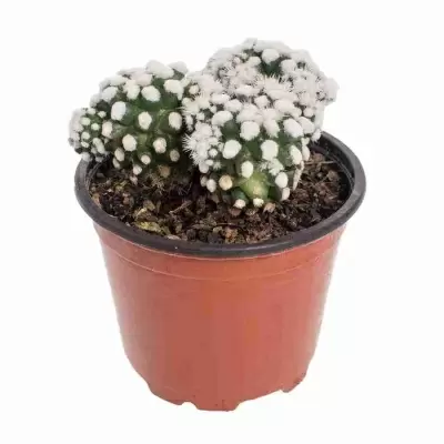 Маммиллярия Сноукап белая