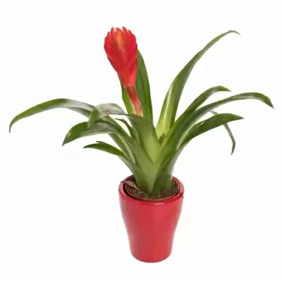 Вриезия Соло