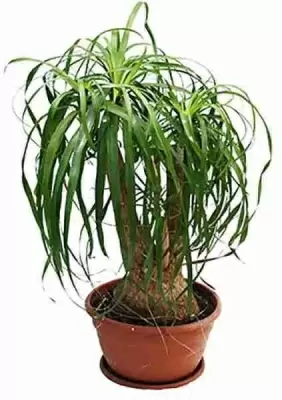 Комнатное бутылочное дерево