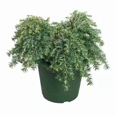 Можжевельник Грин Карпет
