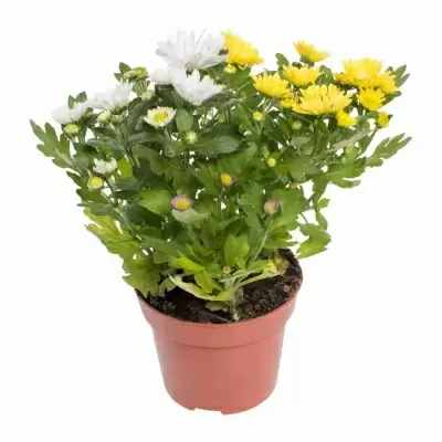 Хризантема Рок-Н-Ролл