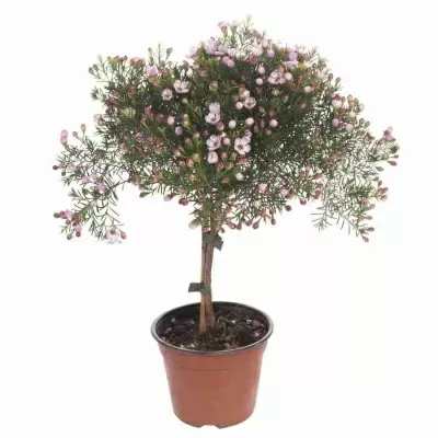 Хамелациум 