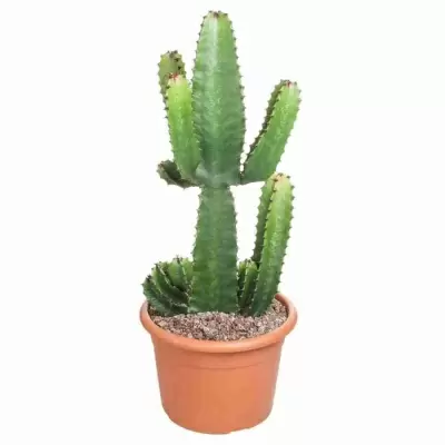 Цереус перуанский