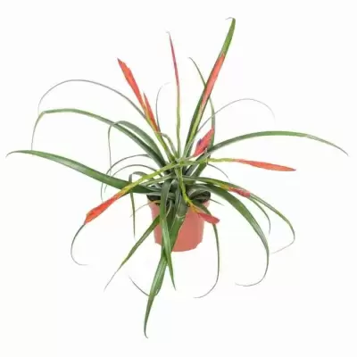 Тилландсия Флабеллата