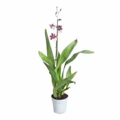 Камбрия Бартлей 1 ст