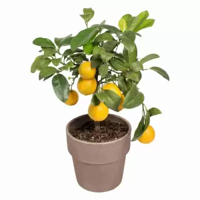 Цитрус Лайм Ред 