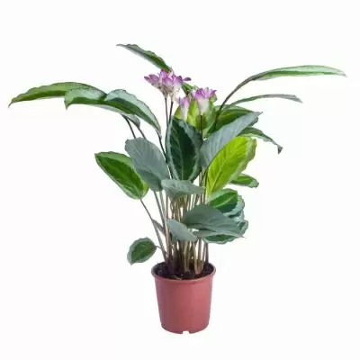 Калатея Бикажо Кобра