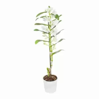 Дендробиум нобиле Белый 1 ст