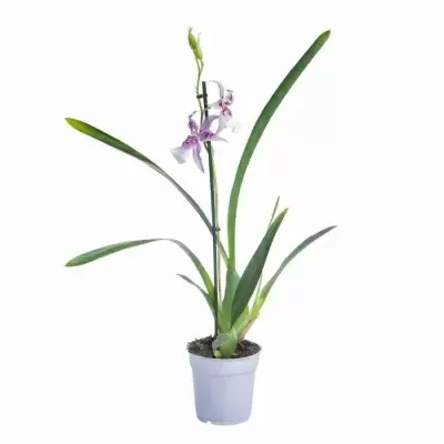 Беаллара Пегги Рут 2 ст