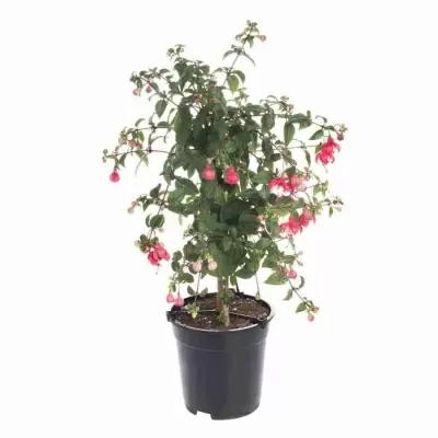 Фуксия на штамбе