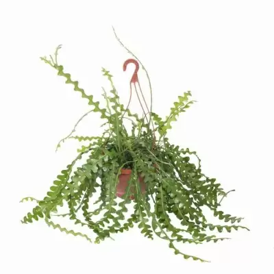 Эпифиллум Ангулигер