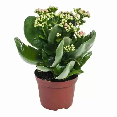 Каланхоэ каландива микс тисенто