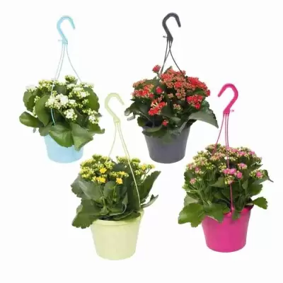 Каланхоэ каландива  ампельное