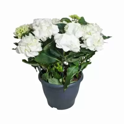 Гортензия Шнеебол (Schneeball) Гортензия Шнеебол (Schneeball)