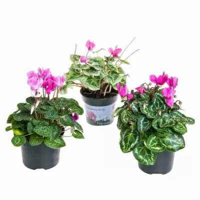 Цикламен персидский Мини 