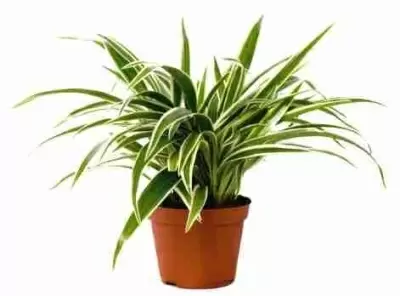 Хлорофитум Лаксум