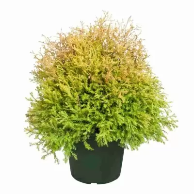 Можжевельник обыкновенный Голд Кон