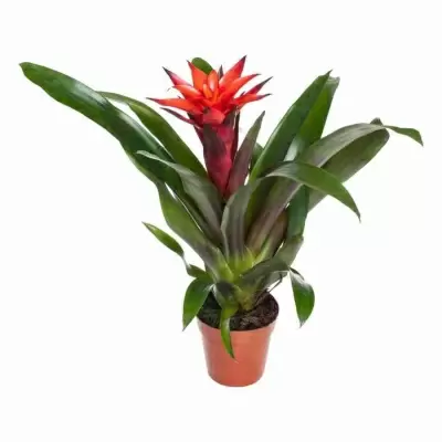 Гузмания Тутти-Фрутти