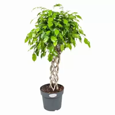 Фикус бенджамина Экзотика цилиндр