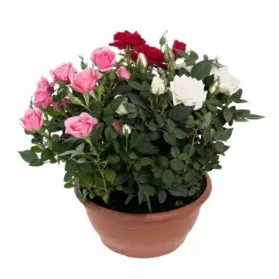 Роза кордана Карнавал