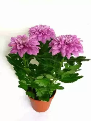 Хризантема зембла пурпурная