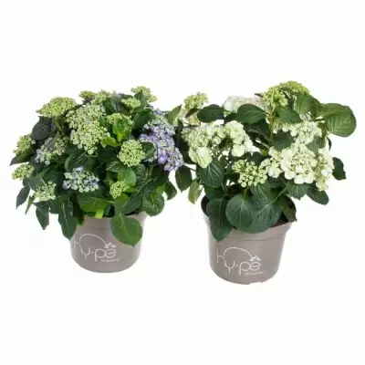 Гортензия кудрявая микс Гортензия кудрявая микс