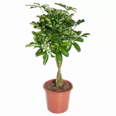 Шеффлера Компакта переплетеная