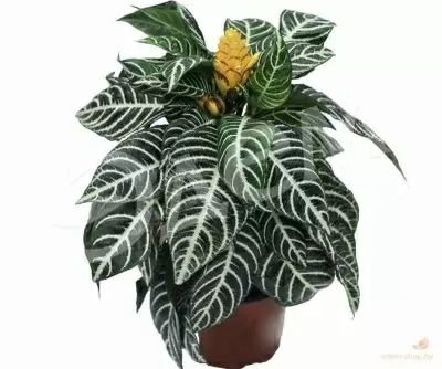 Афеляндра Скуарроса Дания