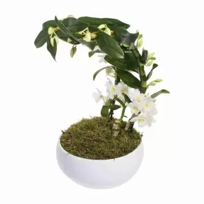 Дендробиум нобиле Белый бумеранг 2 ст