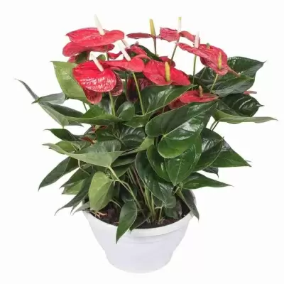 Антуриум андрианум Рима лила Антуриум андрианум Рима лила