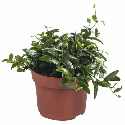 Фикус карликовый (пумила) Анук