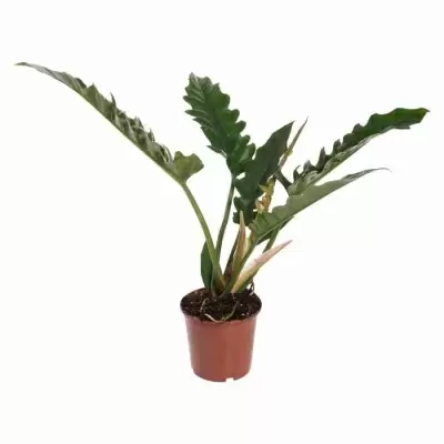 Филодендрон Нарроу Эскейп Филодендрон Нарроу Эскейп