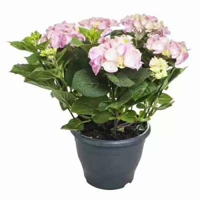 Гортензия Росита розовая Гортензия Росита розовая