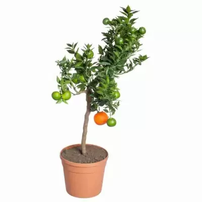 Цитрус Чинотто 