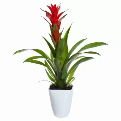 Гузмания Аллюра