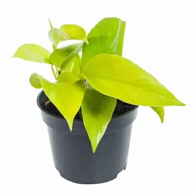 Эпипремнум Голден Потос