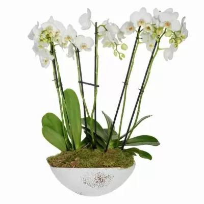 Фаленопсис  Белый 5 ст