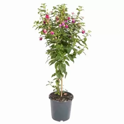 Фуксия Уолш Жубелтен