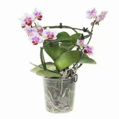 Фаленопсис Энжел 2 ст