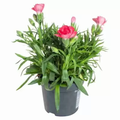 Гвоздика светло-красная