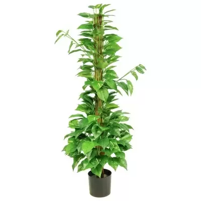 Эпипремнум искусственный