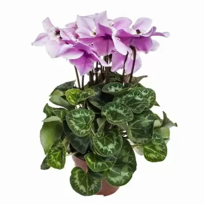 Цикламен Флёр Энд Вог